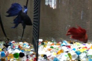 Blue and red betta