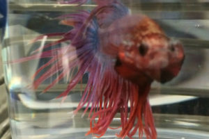 crowntail betta flaring