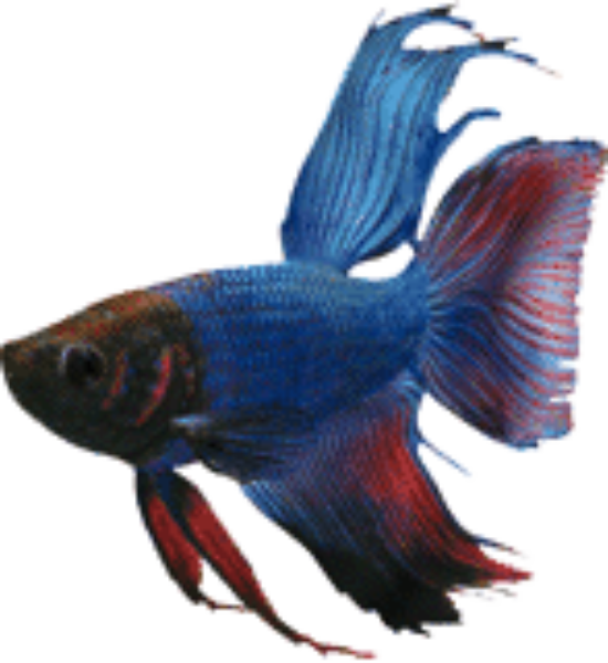 blue delta tail betta, Betta breeding