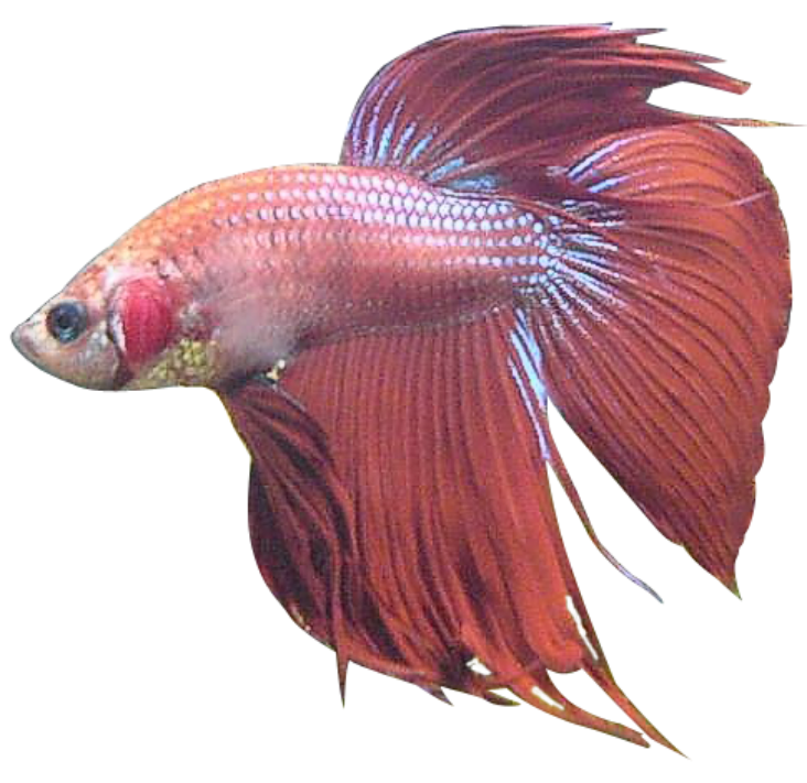 Betta splendens