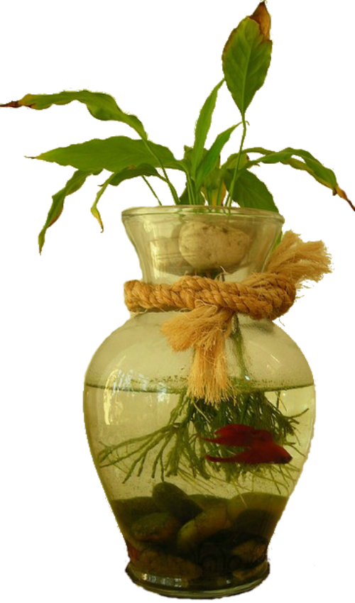 betta in a vase