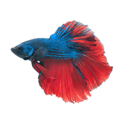 betta4