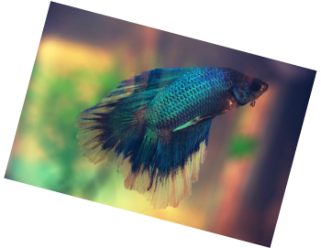 betta fin rot