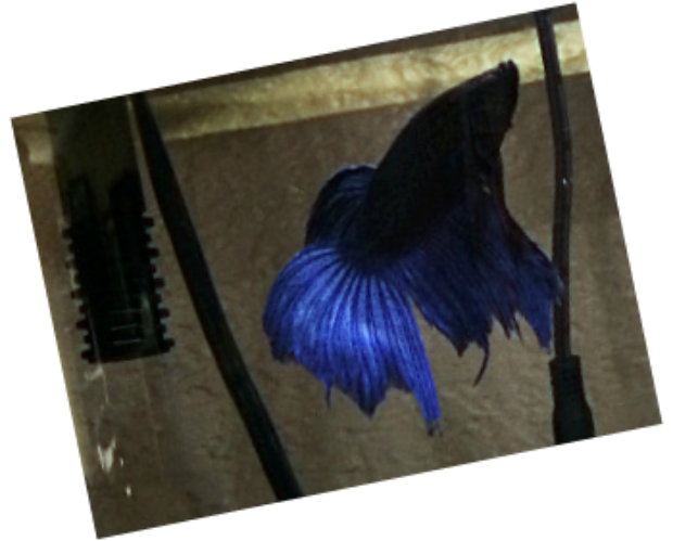 betta fin rot, betta illnesses